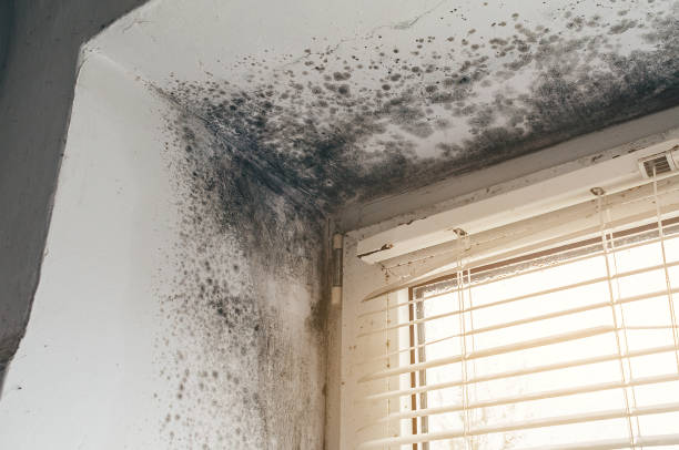 Trusted Mold Inspection service in Prospect Heights, IL - Cheap Mold Removal