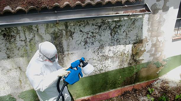 Trusted Basement Mold Remediation service in Prospect Heights, IL - Cheap Mold Removal